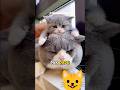 kucing lucu kembar anak dan bapak 😆 #kucing #catlovers #kucinglucu #cat #short