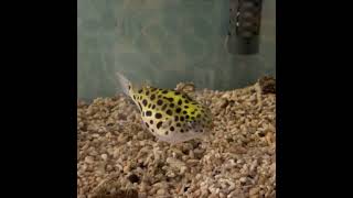 ミドリフグ、怒って食べる朝ごはん Green spotted pufferfish eating breakfast while angry