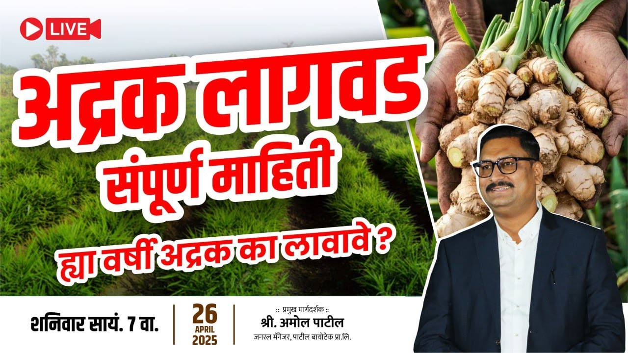 अद्रक  लागवड संपूर्ण माहिती Adrak Lagawadichi sampurn mahiti