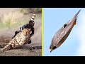 Top 10: Los Animales Más Veloces Del Mundo