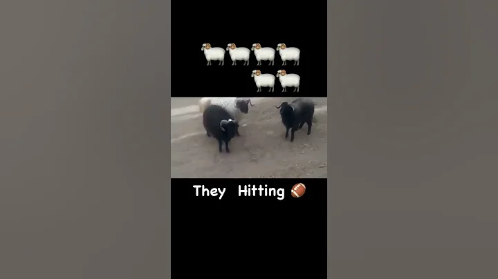 Rams ramming each other