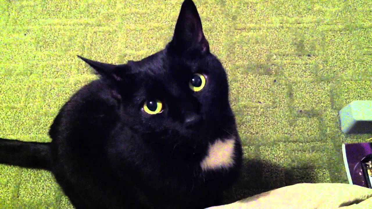 Cute black cat - YouTube