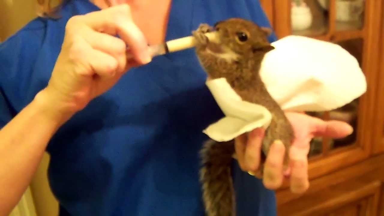 Chester the squirrel getting a feeding