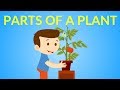 Parts of a Plant Quiz