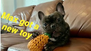 Frenchie Max got a new pineapple toy by OhAlexAtHome 521 views 3 years ago 3 minutes, 43 seconds