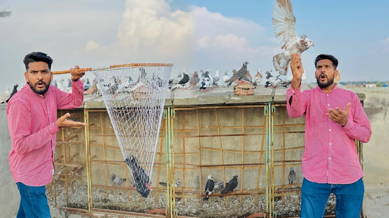 Aaj 500 kabutaro ke larai karwa kar 2 kabutaron ko utar liya😳😳