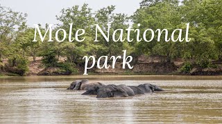 Ghana Safari (Mole National Park)