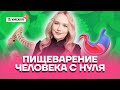 Пищеварение человека с нуля | Биология ОГЭ 2022 | Умскул