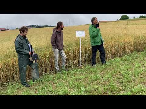 Anbaumöglichkeiten von Bio-Getreide,