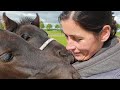 Hug time! With the foals 😍😍😍😍😍 + Friesian Horses information.