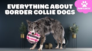 Border Collie Dogs 101  Are They Your Perfect Match | Dog Facts