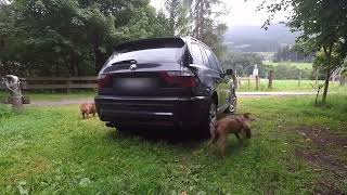 Basset Fauve De Bretagne And Rhodesian Ridgeback Play Around Car