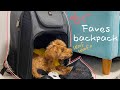 [Faves Backpack]犬用リュック購入レビュー｜compet｜バックパック｜ファッション｜子犬｜トイプードル｜puppy