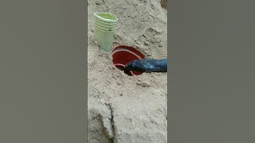 Easy snake trap technology । #shorts
