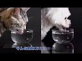 GEX 日本 濾水神器 淺皿 貓用 飲水器 1組入 product youtube thumbnail