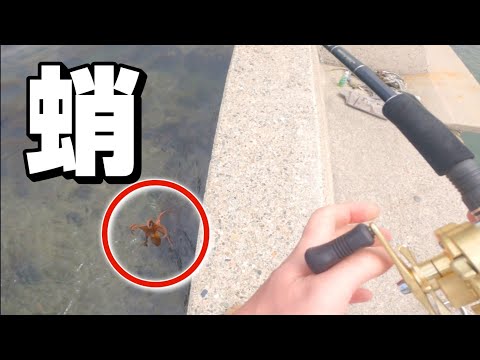 石川県外浦で釣りをしたら「タコ」と「イカ」釣れました‼️
