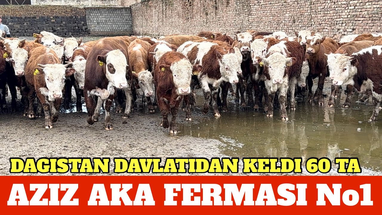 AZIZ AKA FERMASI 60 TA DAGISTONDAN GREFORD SIMENTAL BUQACHALARI KELDI 1-QO’L OPTOM NARXDA