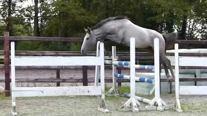 Young horse with great prospects for futures (Calv...