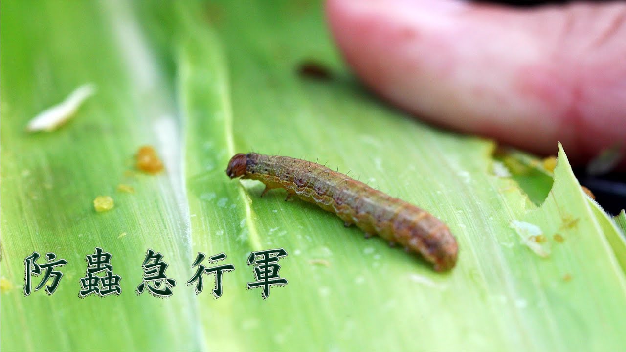 秋行军虫 求真百科 秋行军虫 求真百科