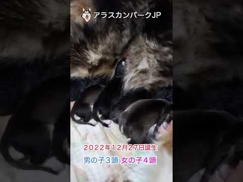 アラスカンマラミュート 元気な子犬達 生まれました!ご興味ある方は概要欄を確認の上、お問い合わせください。