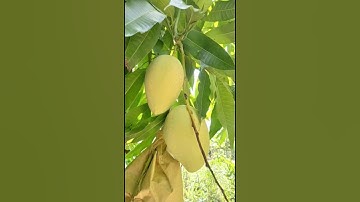 túi bao xoài cát chu công ty Kim Đại Lợi