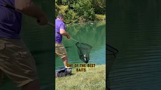 CHICKEN LIVER Catfish Bait ROCKS!! 🎸🎣 #shorts #fishing