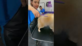 Transformación de Pomerania 🐶 | Baño, Secado y Corte a Tijeras ✂️✨ #estéticacanina #pets