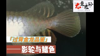 #140 过背金龙的品鉴——影轮与鳍色