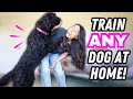 Ultimate Dog Training 🐶 STARTER GUIDE for Beginners!