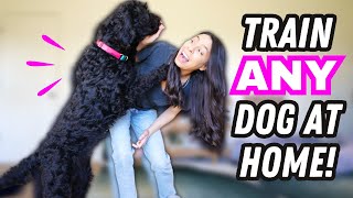 Ultimate Dog Training 🐶 STARTER GUIDE for Beginners! by Rachel Fusaro 13,033 views 1 year ago 11 minutes, 47 seconds