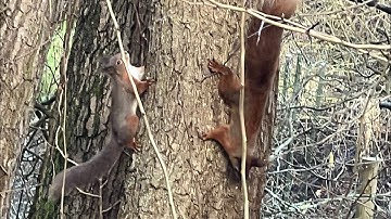A visit to Alverstone Mead, Isle of Wight. Visiting the Red Squirrels 2022