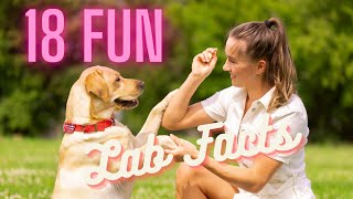 18 Fun and Fast Facts about the Labrador Retriever.  Do You Know Them All? by DogCareLife 132 views 3 months ago 3 minutes, 3 seconds