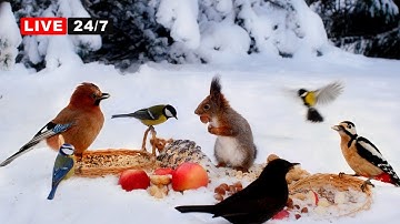 🔴24/7 LIVE CAT TV NO ADS😺 Forest Friends in Winter Wonderland☃️