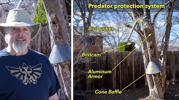 How to Protect Cavity Nests, Tree-mounted Nest Boxes and Feeders - effective predator defense system