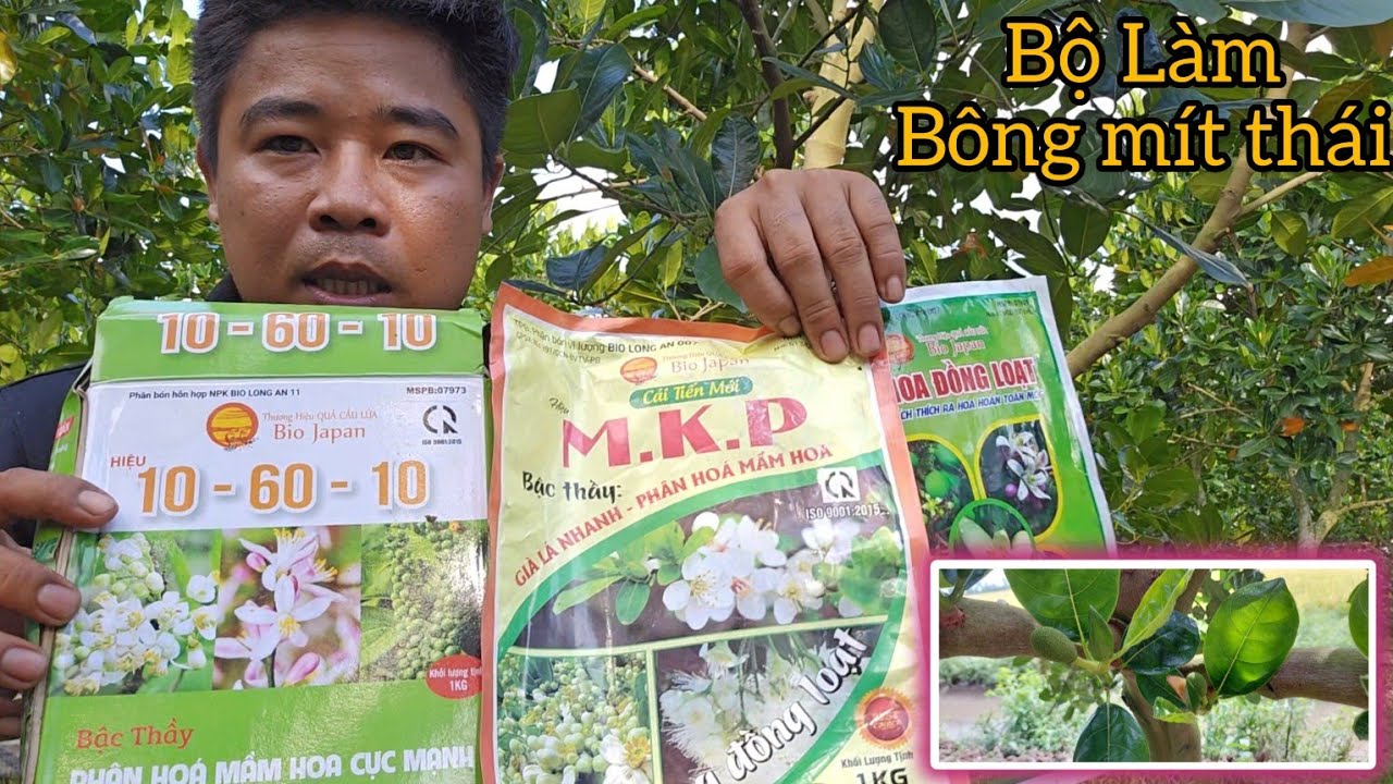 Quy trình xử lý làm bông mít thái - Bông ra đồng loạt trên vườn mít