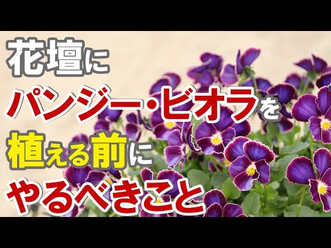 パンジー ビオラを花壇に植え込む前にやって欲しいこと Youtube