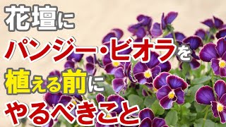 パンジー ビオラを花壇に植え込む前にやって欲しいこと Youtube