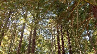 Oakland’s Redwood Forest — Urban Nature