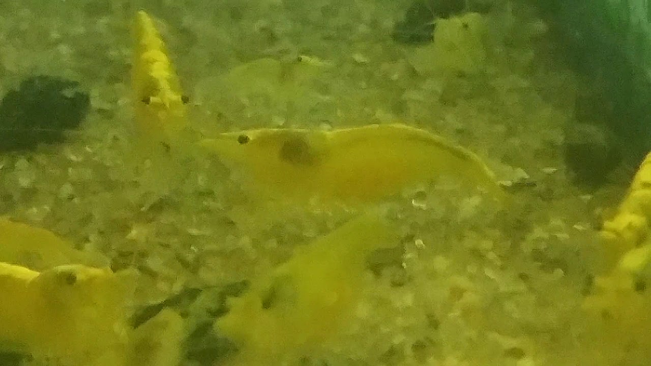 Yellow golden back neocardina shrimp.Orignal colony.