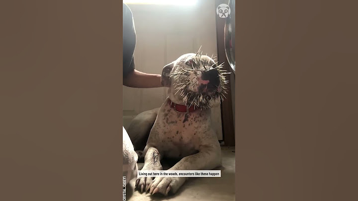 Removing porcupine quills from a curious dog 😱 #shorts #dog #dogshorts