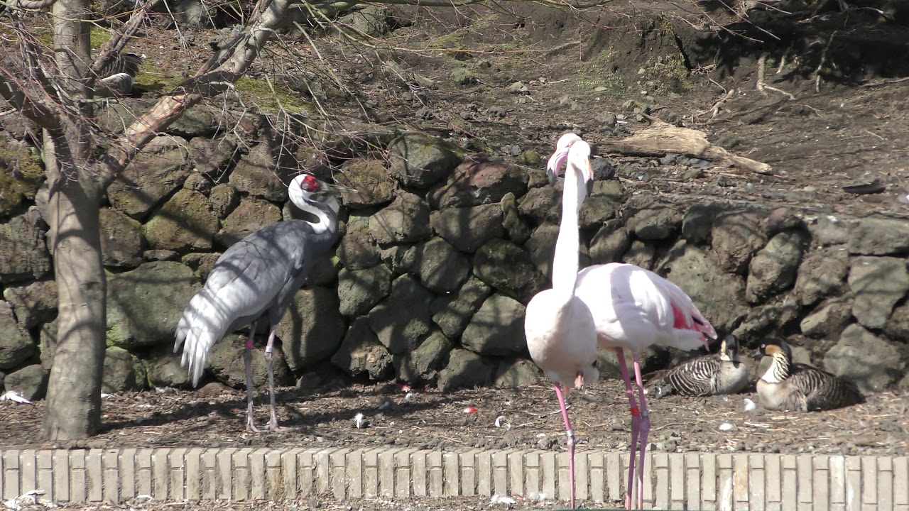 .＊ 居眠りフラミンゴ ＊. 座って寝るフラミンゴはじめて見た 2026-05-09 #小諸市動物園 #チリー