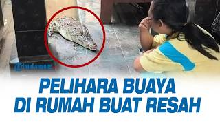 Warga Panjang Pelihara Buaya Sejak Masih Telur di Rumah Bikin Resah