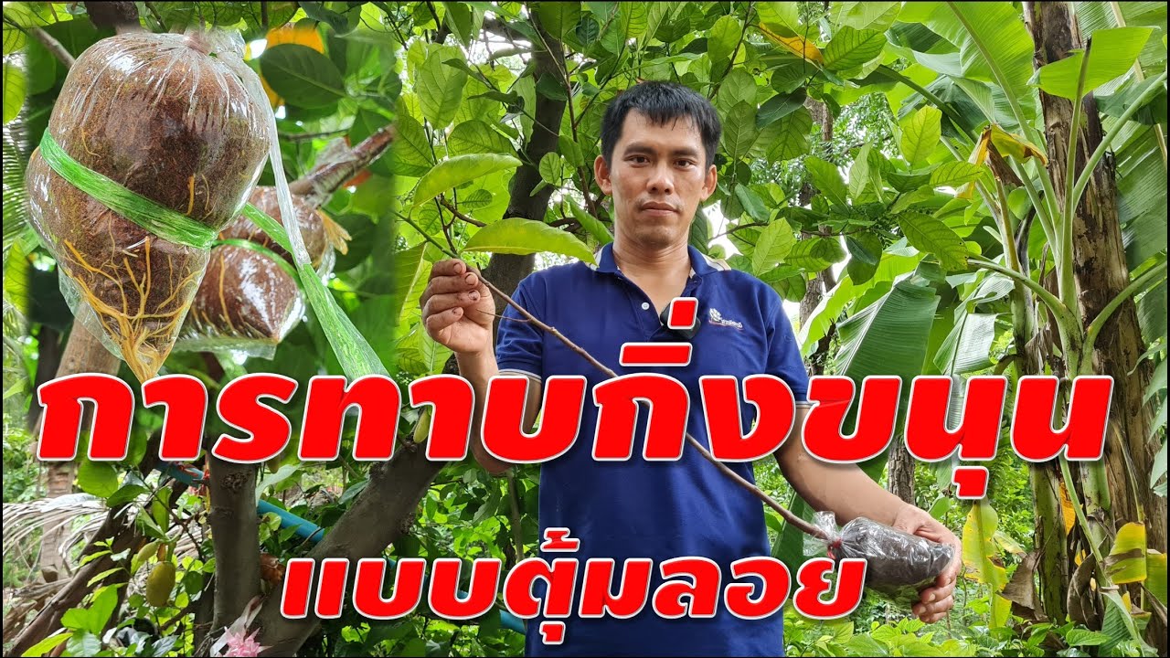 ็How to graft a jackfruit tree I การทาบกิ่งขนุนแบบตุ้มลอย YouTube