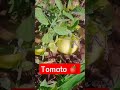 How to increase food growth short shortshrots support field tomato