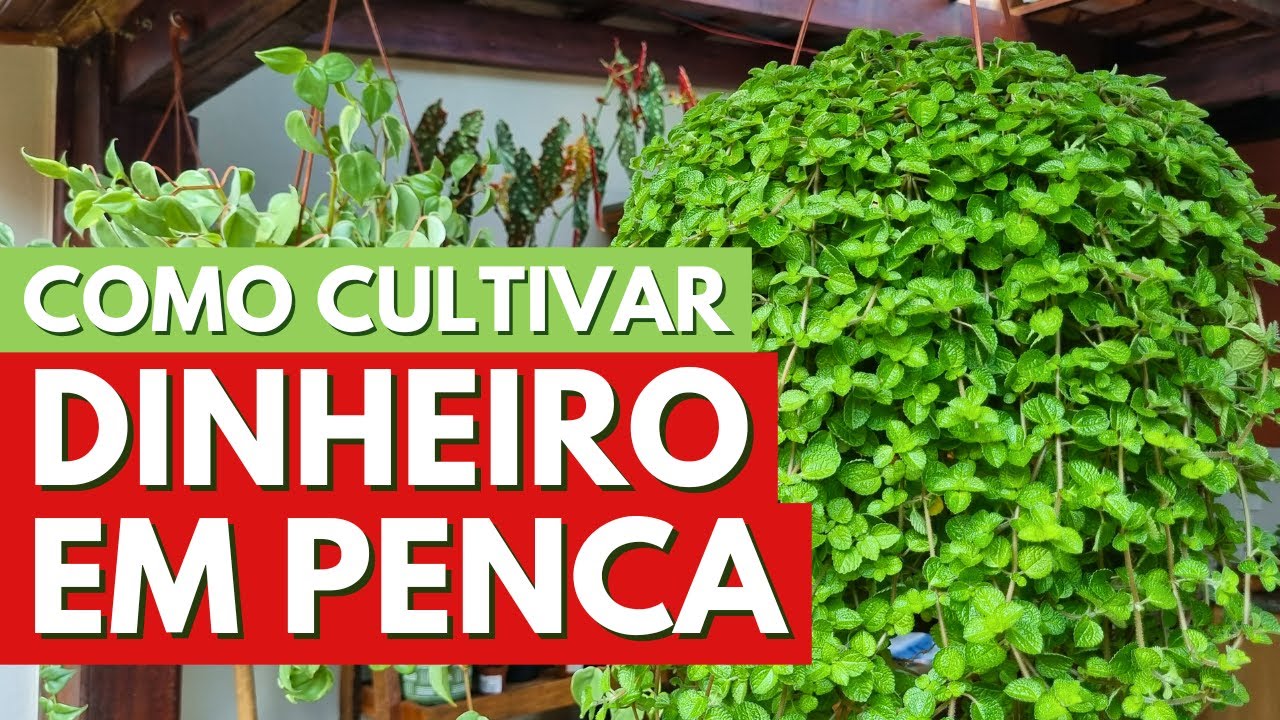 DINHEIRO EM PENCA - COMO CULTIVAR ESSA PLANTA LINDA QUE ATRAI PROSPERIDADE! CANAL MEU QUINTAL