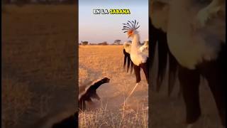 Duelo de Valientes  #animals  #wildlife