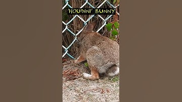 Bunny squeezes through chain link fence