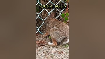 Bunny squeezes through chain link fence