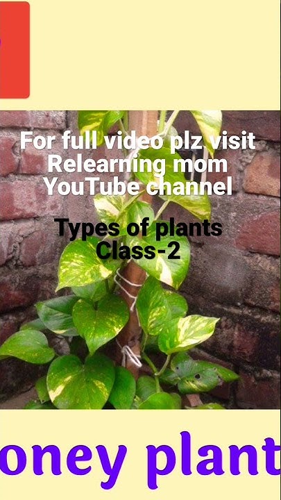 types-of-plants-class-2-https-youtu-be-j-kzcu7-rhw-youtube