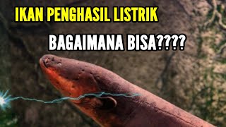 How Do Electric Eels Generate Electricity wildsecrets